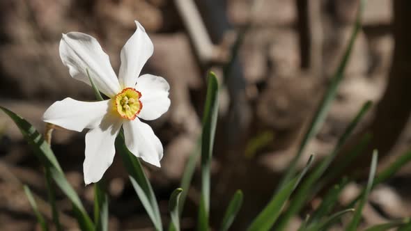 Daffodil  plant slow motion  close-up 1920X1080 HD footage - Shallow DOF Narcissus poeticus flower a