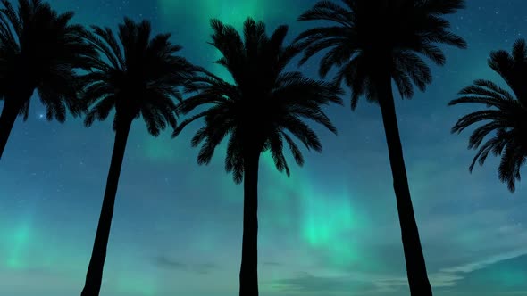 Driving Under Palm Trees With Aurora in Background