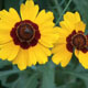 Three Blanket Flowers - VideoHive Item for Sale
