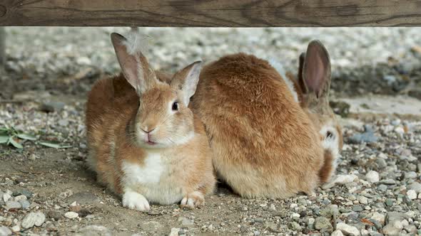 Pair of Brown Fluffy Rabbits Sitting on Ground.