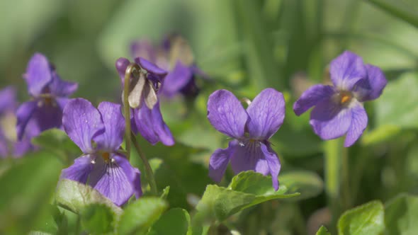 Common European violet flower buds also known as Viola Odorata in the garden 4K 2160p UHD footage - 