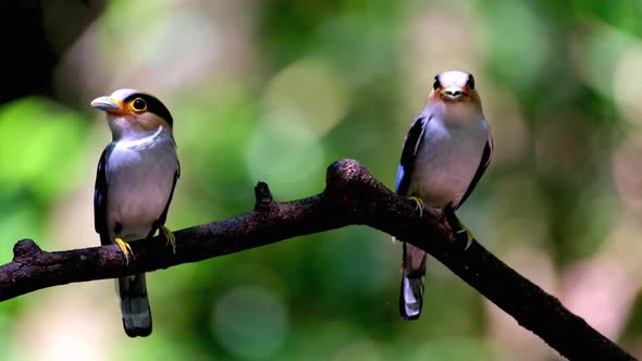 Breasted broadbill bird