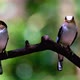 Breasted broadbill bird - VideoHive Item for Sale