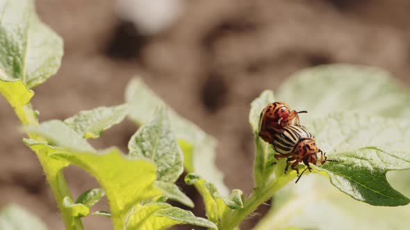 Colorado Beetles Having Sex on Green Leaf