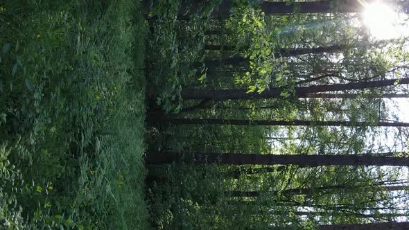 Vertical Video of a Forest with Pine Trees