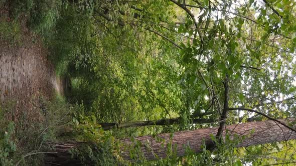 Vertical Video of a Forest with Many Trees in Autumn