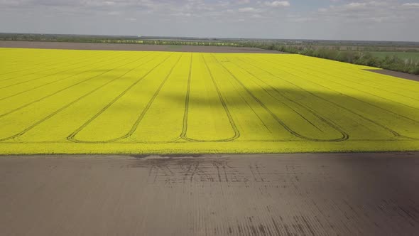 Colorful Yellow Spring Crop of Canola Rapeseed or Rape Viewed From Above