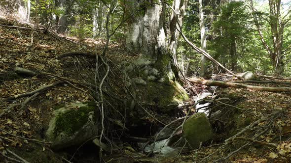 Small Weir on Mountain River