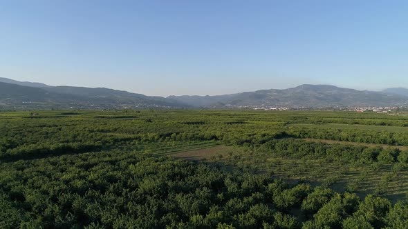 Fruit trees on farmland, wide plain.