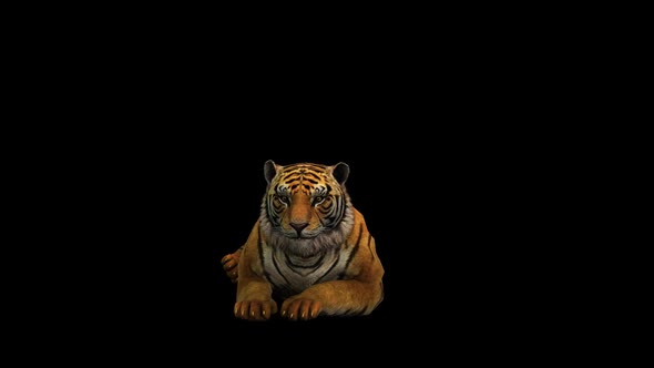 Tiger Sit 2