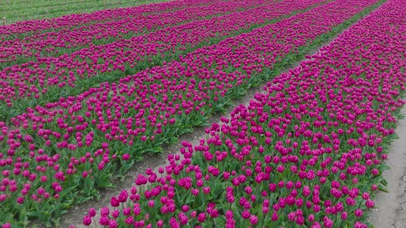 Rows of Purple Tulips in full bloom, Aerial view.