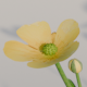 Creeping Buttercup - 3DOcean Item for Sale