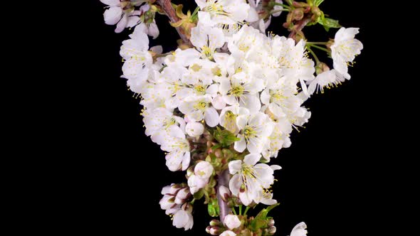 White Flowers Blossoms on the Branches Cherry Tree