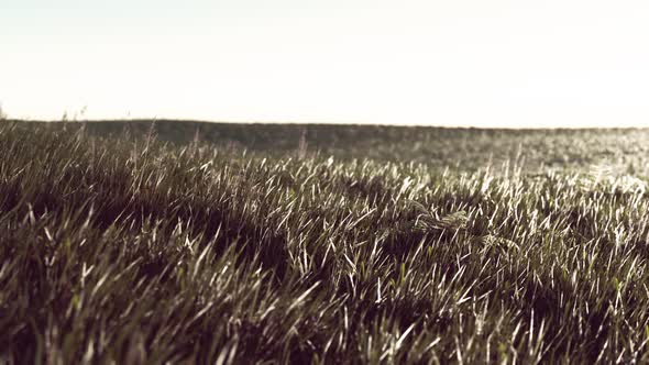 Close Up of Fresh Thick Grass in the Early Morning