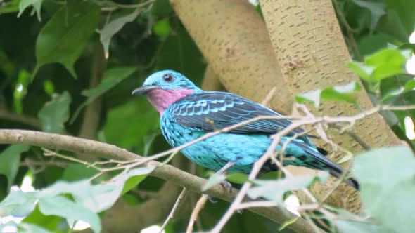 Close up shot of beautiful blue male spangled cotinga (Cotinga cayana) looking around