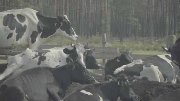 Cow. Cows in a Pasture on a Farm.