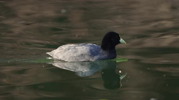 White-winged Coot With Mirrored Reflection Swimming In The Lake. close up