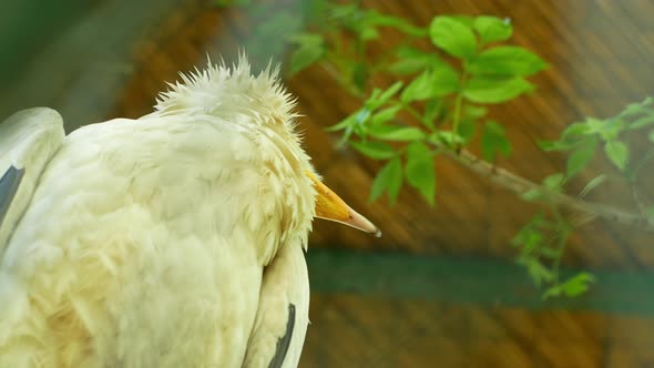 Wild bird scavenger in captivity close-up. The bird is locked in a cage.