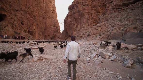 Back View of Man Walking Against Herd of Black Goats