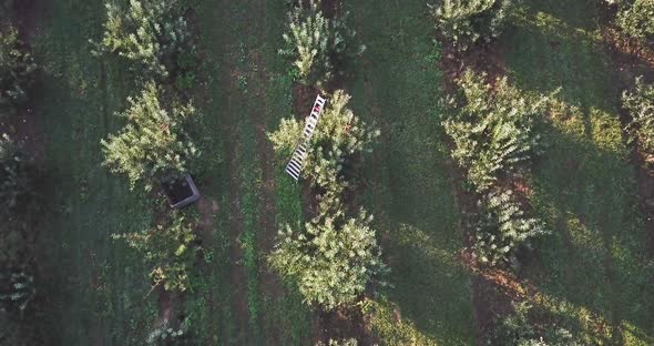 Aerial camera slowly descending on an apple tree with a ladder propped up against it in an orchard.