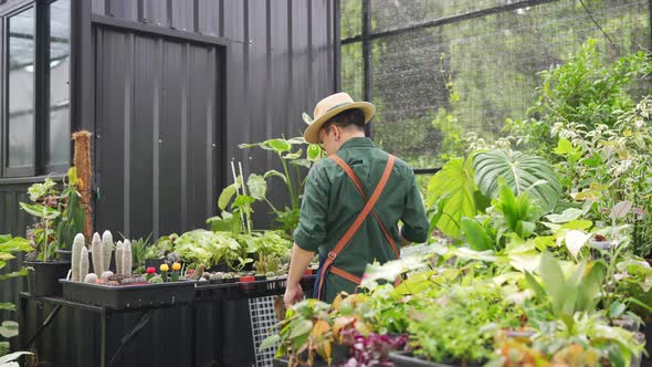 4K Asian man plant shop owner caring plants and flowers in greenhouse garden.