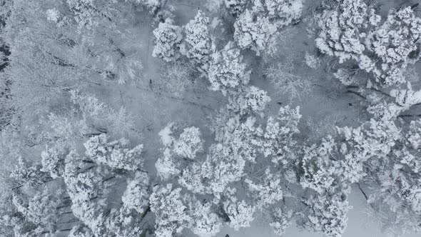 Flying Over Frozen Pine Tree Park