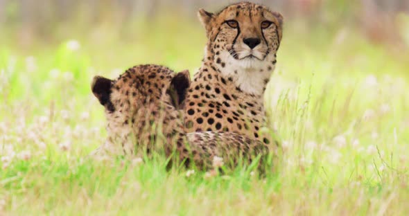 Undomesticated Cats Relaxing on Field in Forest