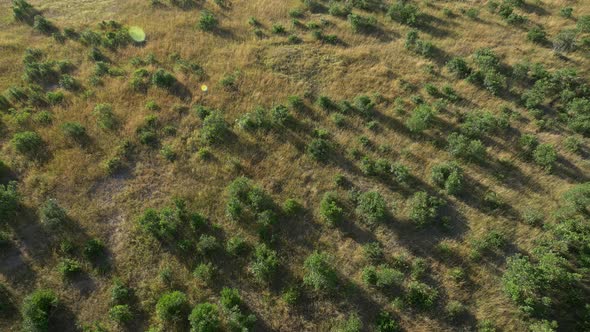 Aerial view of Masai Mara with green bushes