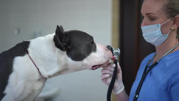 Side View Smiling Veterinarian Standing with Stethoscope As Curios Dog Sniffing Licking Medical