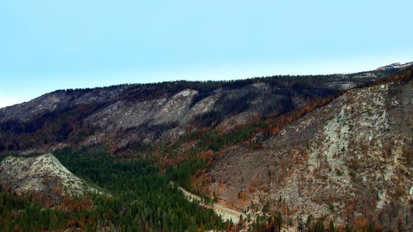 Aerial view forest in the mountains dead trees in Autumn