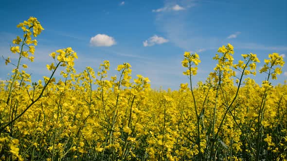 Large Flowering Field of Mustard By the Hand of a Male Farmer