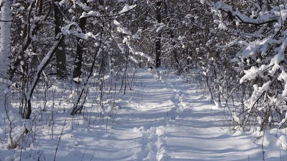 A beautiful walk through the winter forest.