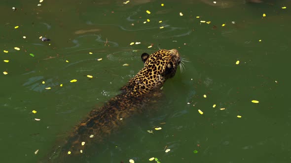 jaguar tiger playing and swimming in pond