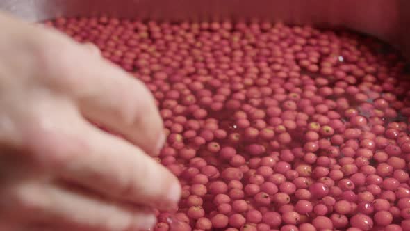 SLOW MOTION ECU, hands lift washed rowanberries from the water