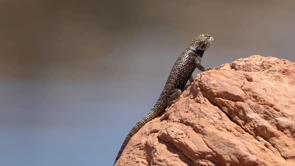 Desert Spiny lizard sitting on rock in the sun