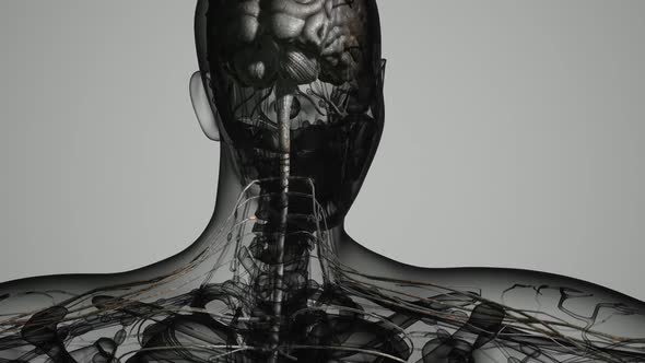 Brain and Nervous System of Human alt