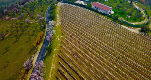 Wide Green Spring Vineyard Field on Hill Slope in Tuscany