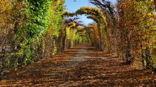 Walking Along Alley in Autumn Park