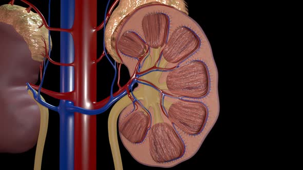 Kidney Overview