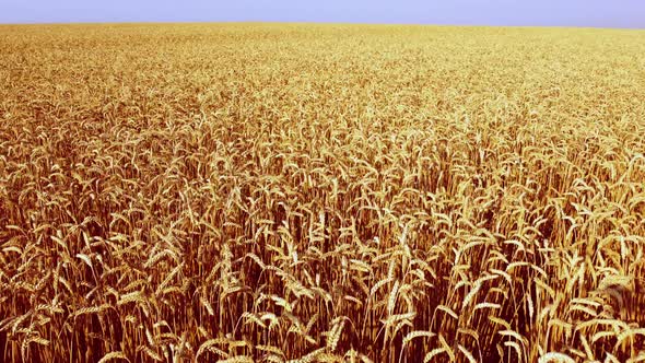 Wheat Field