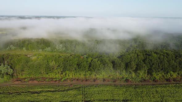 Fields and Forest are Covered with Morning Fog