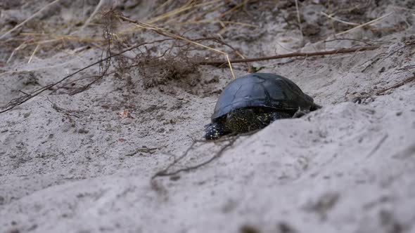 River Turtle Crawling on Sand To Water Near Riverbank. Slow Motion