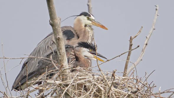 Close up view of Great Blue Heron nest with adult and chicks