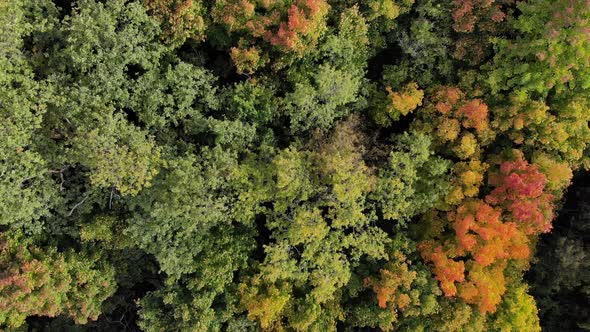 Aerial View of Autumn Forest