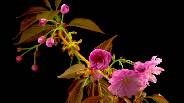 Pink Sakura Tree Flowers