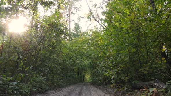 Forest with Trees in the Fall During the Day