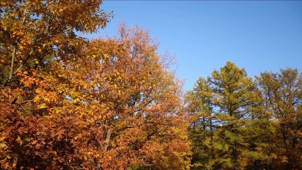 Autumn Trees