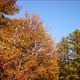 Autumn Trees - VideoHive Item for Sale
