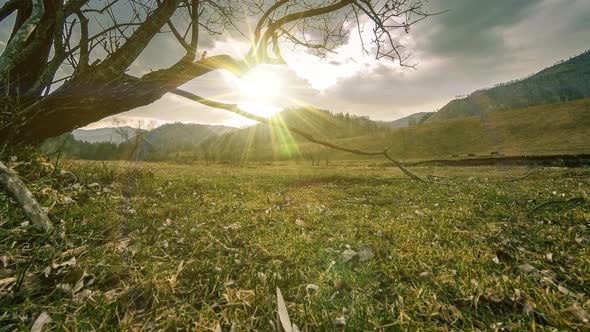 Time Lapse of Death Tree and Dry Yellow Grass at Mountian Landscape with Clouds and Sun Rays