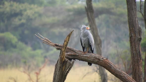 Gymnogene Prey Bird Sitting on the Tree Watching Around in Africa